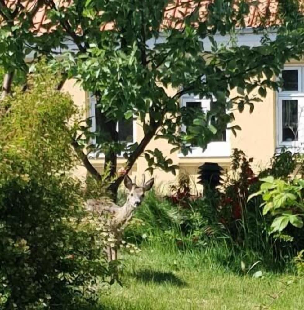 Hotel Pepita Allinge-Sandvig Zewnętrze zdjęcie